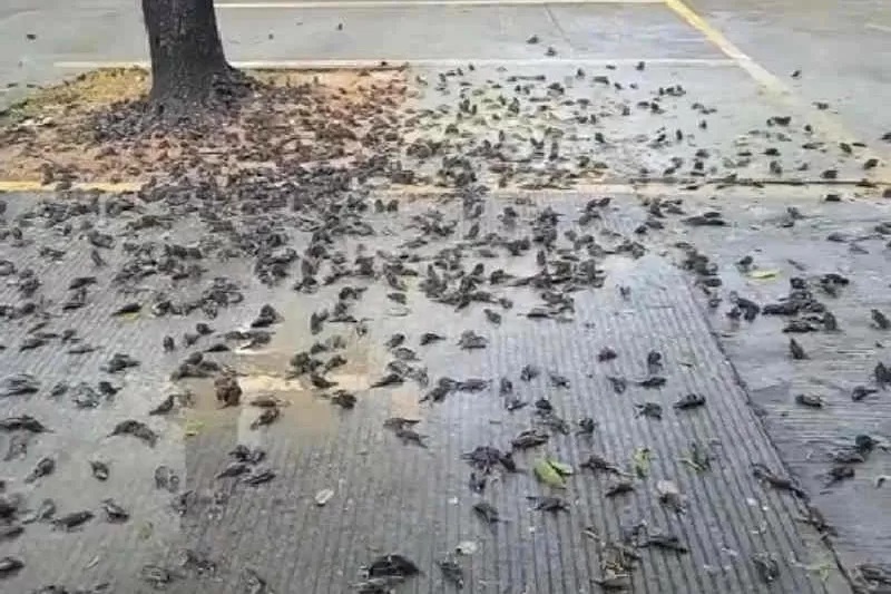 Tangkapan layar video petugas kebersihan Balai Kota Cirebon yang menemukan ratusan burung pipit mati masal di Kota Cirebon, Jawa Barat, Selasa (14/9/2021). (ANTARA/Khaerul Izan)