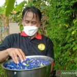 Petani milenial asal Kabupaten Kuningan saat menunjukkan hasil panen di Kuningan, Jawa Barat, Jumat (24/9/2021). (ANTARA/Khaerul Izan)