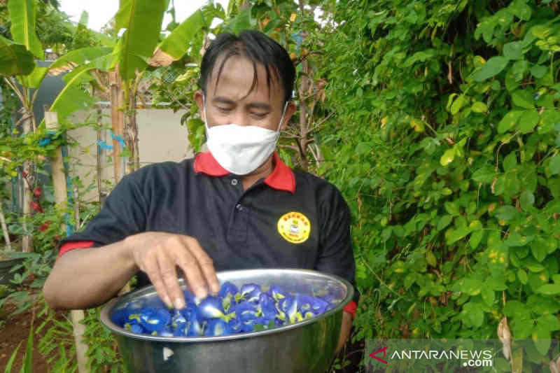 Petani milenial asal Kabupaten Kuningan saat menunjukkan hasil panen di Kuningan, Jawa Barat, Jumat (24/9/2021). (ANTARA/Khaerul Izan)