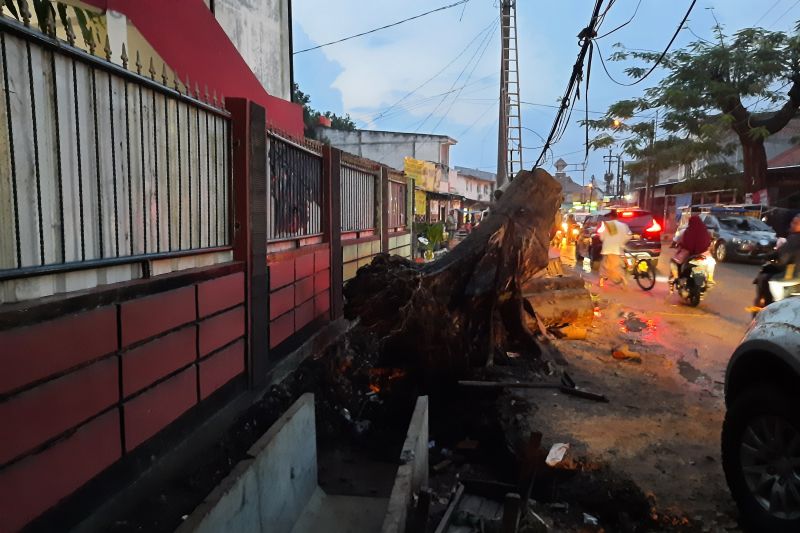 Hujan lebat yang disertai angin kencang menyebabkan pohon tumbang di Jalan Raya Kalimulya, Kota Depok, Jawa Barat. (ANTARA/Feru Lantara)