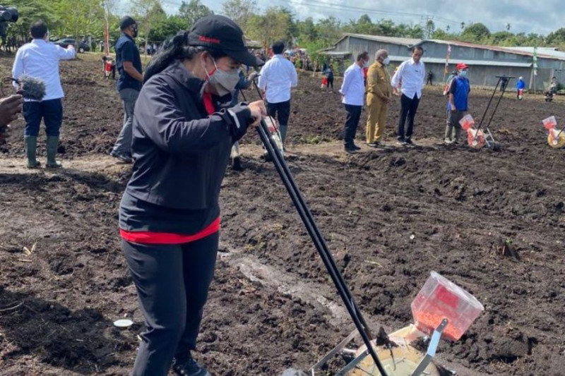 Ketua DPR RI Puan Maharani menanam jagung di Kelurahan Klamesen, Distrik Mariat, Kabupaten Sorong, Senin (4/10/2021). ANTARA/HO-Humas DPR RI