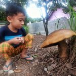 CURI PERHATIAN: Seorang anak memperhatikan dengan seksama sebuah jamur berukuran tak biasa. (Istimewa)