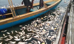 Pemilik keramba jaring apung di Waduk Jangari, Kecamatan Mande, Kabupaten Cianjur, Jawa Barat, merugi akibat kematian massal ikan yang mereka budi dayakan. (ANTARA/Ahmad Fikri)