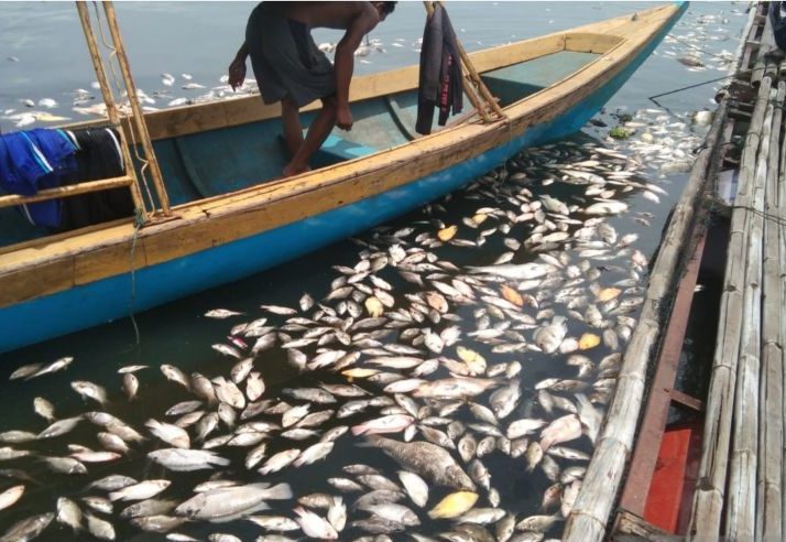 Pemilik keramba jaring apung di Waduk Jangari, Kecamatan Mande, Kabupaten Cianjur, Jawa Barat, merugi akibat kematian massal ikan yang mereka budi dayakan. (ANTARA/Ahmad Fikri)
