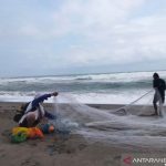 Nelayan pinggiran pantai selatan Cianjur, Jawa Barat, kembali mendapat penghasilan saat pergantian musim, dimana ikan selar atau lebih dikenal ikan jenggot, melimpah mendekati pantai.ANTARA POTO (Ahmad Fikri)