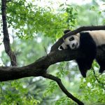 Seekor panda raksasa bersandar di pohon di lokasi perlindungan panda Bifengxia di Ya'an, Sichuan, China, April 2013. (ANTARA/Reuters/as)