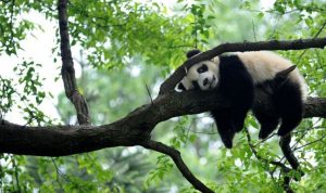 Seekor panda raksasa bersandar di pohon di lokasi perlindungan panda Bifengxia di Ya'an, Sichuan, China, April 2013. (ANTARA/Reuters/as)