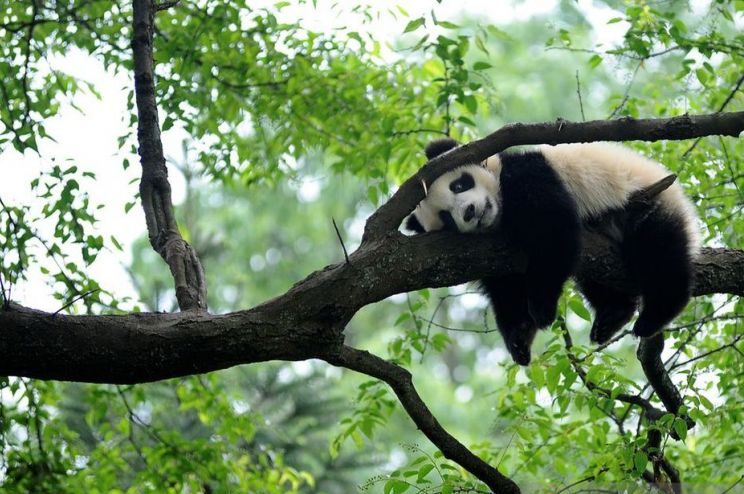 Seekor panda raksasa bersandar di pohon di lokasi perlindungan panda Bifengxia di Ya'an, Sichuan, China, April 2013. (ANTARA/Reuters/as)