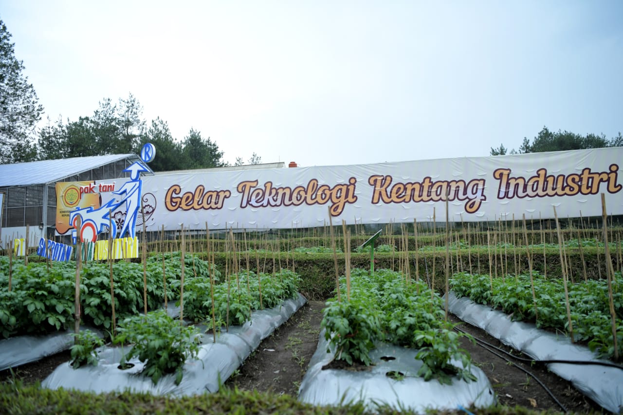 Areal tanaman kentang yang dikembangkan di Lembang, Kabupaten Bandung Barat