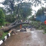 Kejadian pohon tumbang yang terjadi di Komplek Bukit Cimanggu City Jalan Kencana RW15, Kelurahan Kencana, Kecamatan Tanah Sareal Kota Bogor, Minggu (7/11/2021). ANTARA/HO-BPBD Kota Bogor