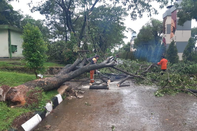 Kejadian pohon tumbang yang terjadi di Komplek Bukit Cimanggu City Jalan Kencana RW15, Kelurahan Kencana, Kecamatan Tanah Sareal Kota Bogor, Minggu (7/11/2021). ANTARA/HO-BPBD Kota Bogor