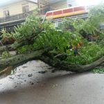 Pohon tumbang di Dusun Pendeuy, Desa Tanjunglaya, Kecamatan Cikancung, Kabupaten Bandung, Senin (1/11).