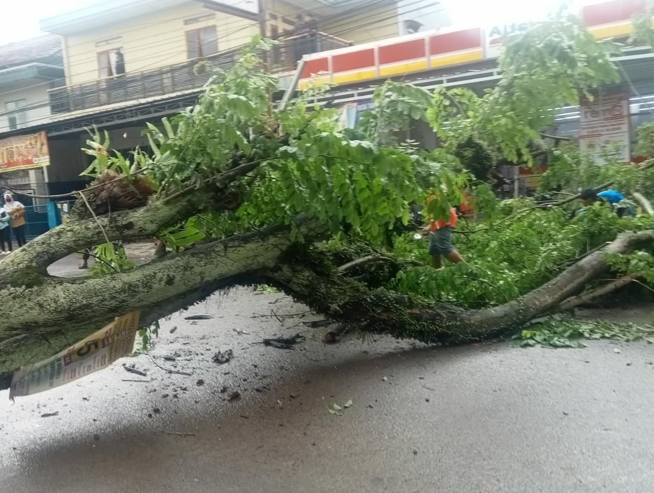 Pohon tumbang di Dusun Pendeuy, Desa Tanjunglaya, Kecamatan Cikancung, Kabupaten Bandung, Senin (1/11).