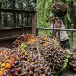 BUAH KELAPA SAWIT: Pekerja menyusun tandan buah segar (TBS) kelapa sawit di kawasan Candali Bogor, Jawa Barat. Cangkang sawit yang sebelumnya sebagai limbah, kini diolah dan bisa diekspor ke Jepang sehingga bisa memberikan nilai tambah bagi pea i sawit. Foto: Dery Ridwansah/ JawaPos.com