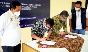 Direktur Utama LPDB-KUMKM Supomo bersama Unpad menandatangani MoU kerjasama pengelolaan lahan untuk pakan hijau sapi