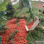 Petani tomat di Cianjur, Jawa Barat, membuang tonan tomat hasil panen karena harga menurun tajam dari Rp6. 000 per kilogram menjadi Rp1. 500 per kilogram. ANTARA POTO. (Ahmad Fikri)
