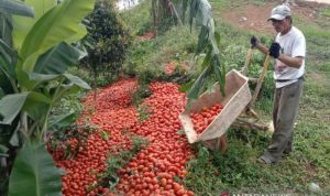 Petani tomat di Cianjur, Jawa Barat, membuang tonan tomat hasil panen karena harga menurun tajam dari Rp6. 000 per kilogram menjadi Rp1. 500 per kilogram. ANTARA POTO. (Ahmad Fikri)