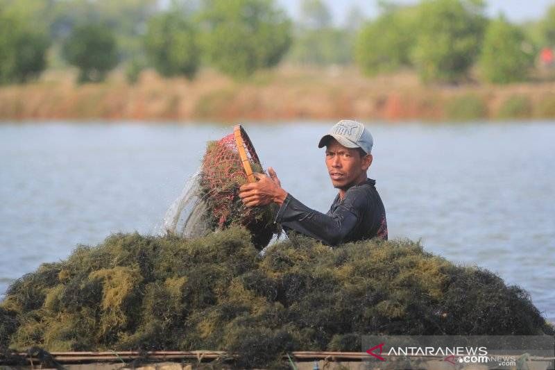 Ilustrasi - Warfa memanen rumput laut. (ANTARA FOTO/Dedhez Anggara)