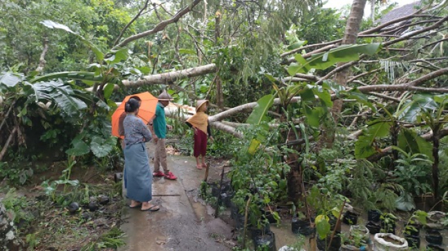 Akibat angin puting beliung pohon tumbang menutupi jalan lingkungan di Kabupaten Ciamis. istimewa