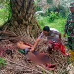 Jasad kakek Taat ditemukan di perkebunan kelapa sawit sudah tak bernyawa dengan kondisi penuh luka dan mengenaskan.