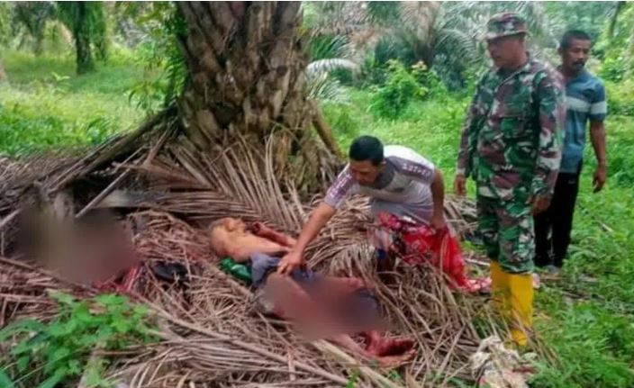 Jasad kakek Taat ditemukan di perkebunan kelapa sawit sudah tak bernyawa dengan kondisi penuh luka dan mengenaskan.