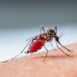 ilustrasi nyamuk demam berdarah yang kelangsugan hidupnya lebih lama saat kelembaban tinggi seperti saat musim hujan. (pixabay)