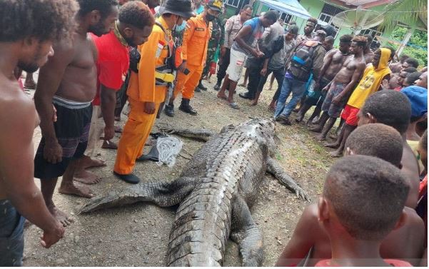 Buaya Raksasa yang memangsa Damianus Yauta setelah dievakuasi warga dari sungai