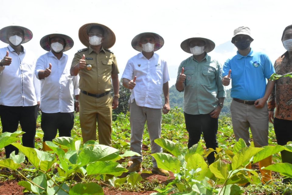 Kacang koro pedang