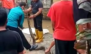 Ular sepanjang 5 meter ditangkap tim penanggulangan bencana Jatinangor