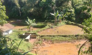 Warga Desa Cilayung Keluhkan Lahan Sawah yang Gagal Total Akibat Banjir, Ini Kata Kades