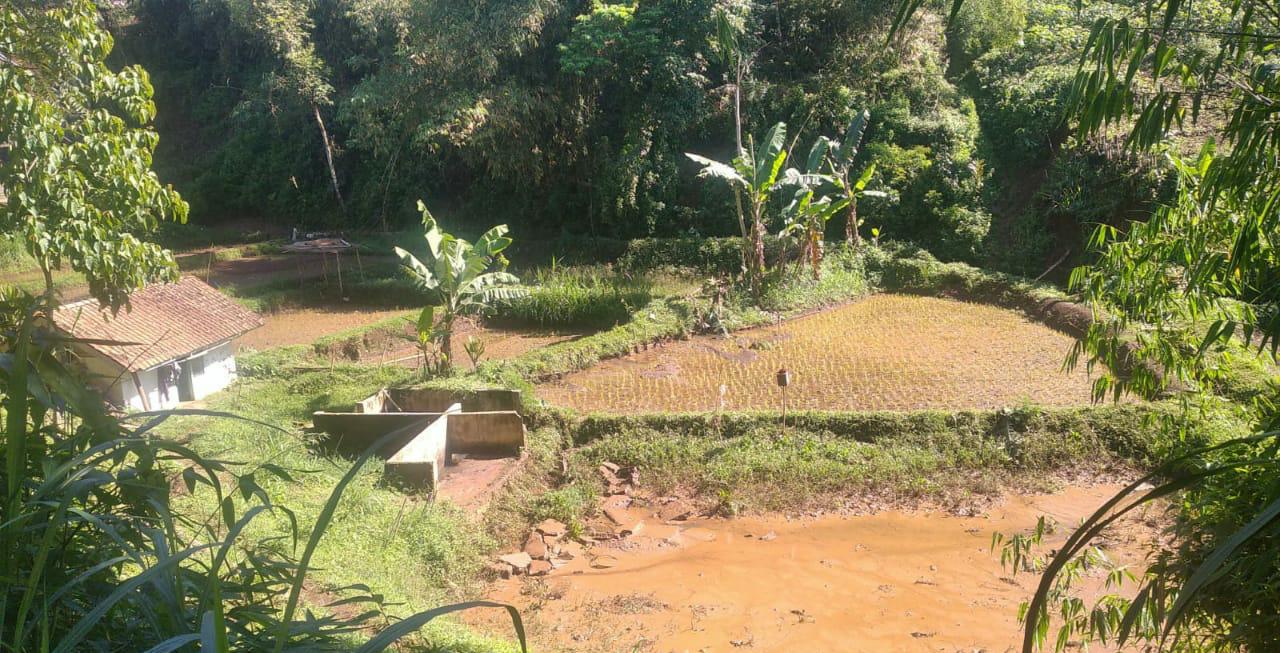 Warga Desa Cilayung Keluhkan Lahan Sawah yang Gagal Total Akibat Banjir, Ini Kata Kades