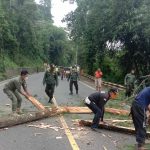 Anggota BPBD Kabupaten Sumedang dibantu aparat serta petugas gabungan saat melakukan penebangan pohon antisipasi puncak musim hujan. (Istimewa)