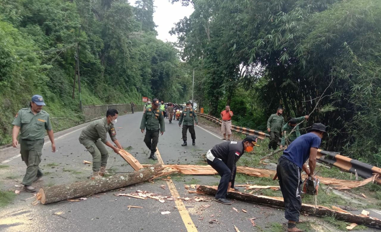 Anggota BPBD Kabupaten Sumedang dibantu aparat serta petugas gabungan saat melakukan penebangan pohon antisipasi puncak musim hujan. (Istimewa)