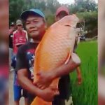 Ikan mas raksasa ditemukan warga di Situ Hiyang Cikamunding. (Foto: Istimewa/radar cirebon)