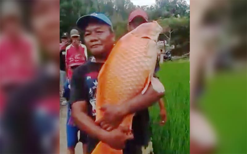 Ikan mas raksasa ditemukan warga di Situ Hiyang Cikamunding. (Foto: Istimewa/radar cirebon)