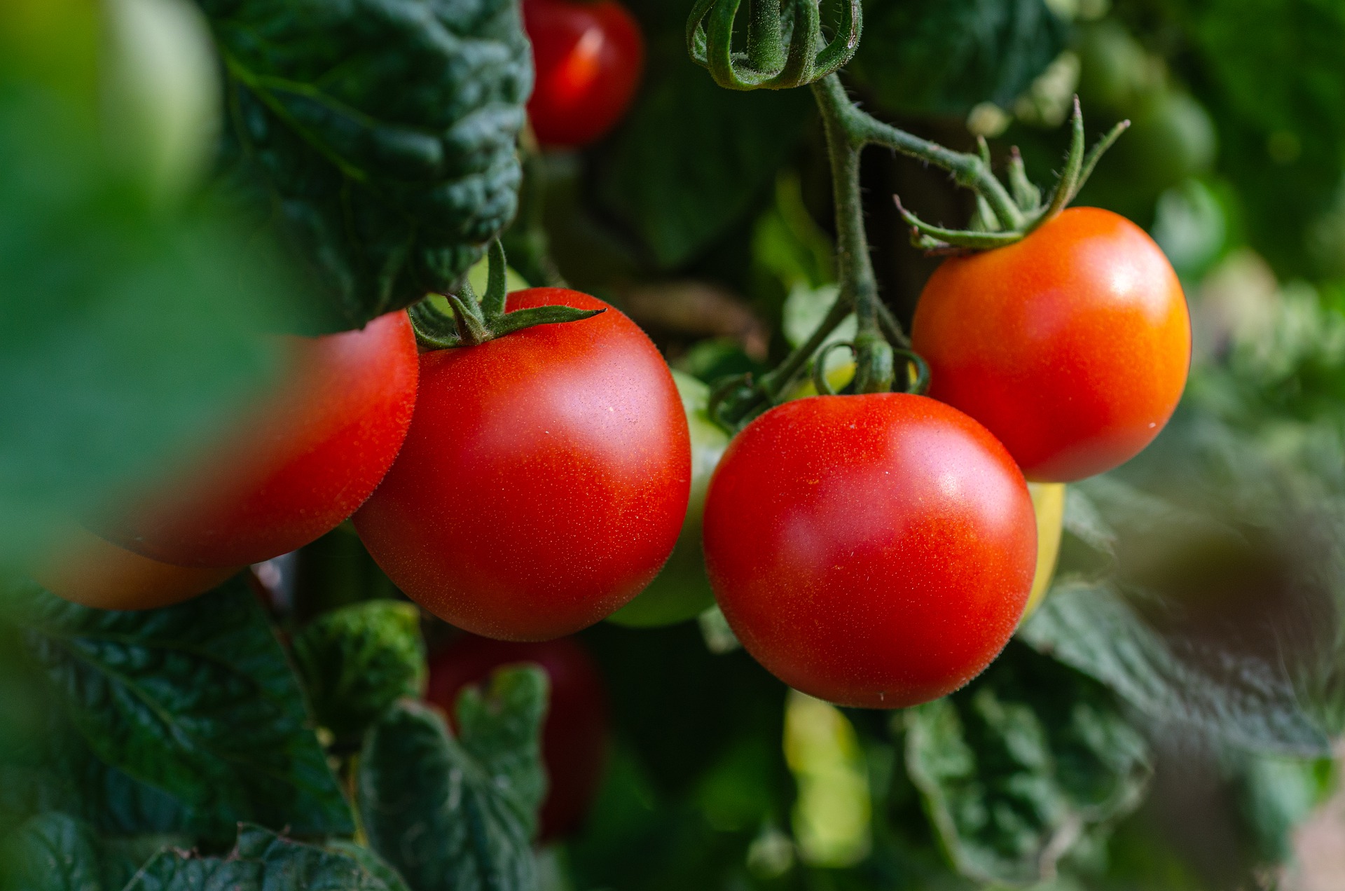 Ilustrasi tomat. (Pixabay)