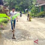 Jalan rusak yang ditanami pohon pisang, akhirnya akan diperbaiki oleh pemprov Jabar. (Foto: ANTARA/Ahmad Fikri)