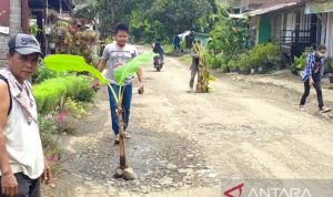 Jalan rusak yang ditanami pohon pisang, akhirnya akan diperbaiki oleh pemprov Jabar. (Foto: ANTARA/Ahmad Fikri)