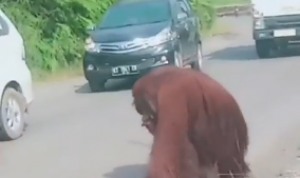 Orangutan Masuk ke Jalan Pemukiman Penduduk, Imbas Hutan Dibabat Habis?