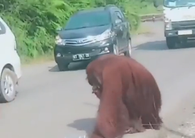 Orangutan Masuk ke Jalan Pemukiman Penduduk, Imbas Hutan Dibabat Habis?