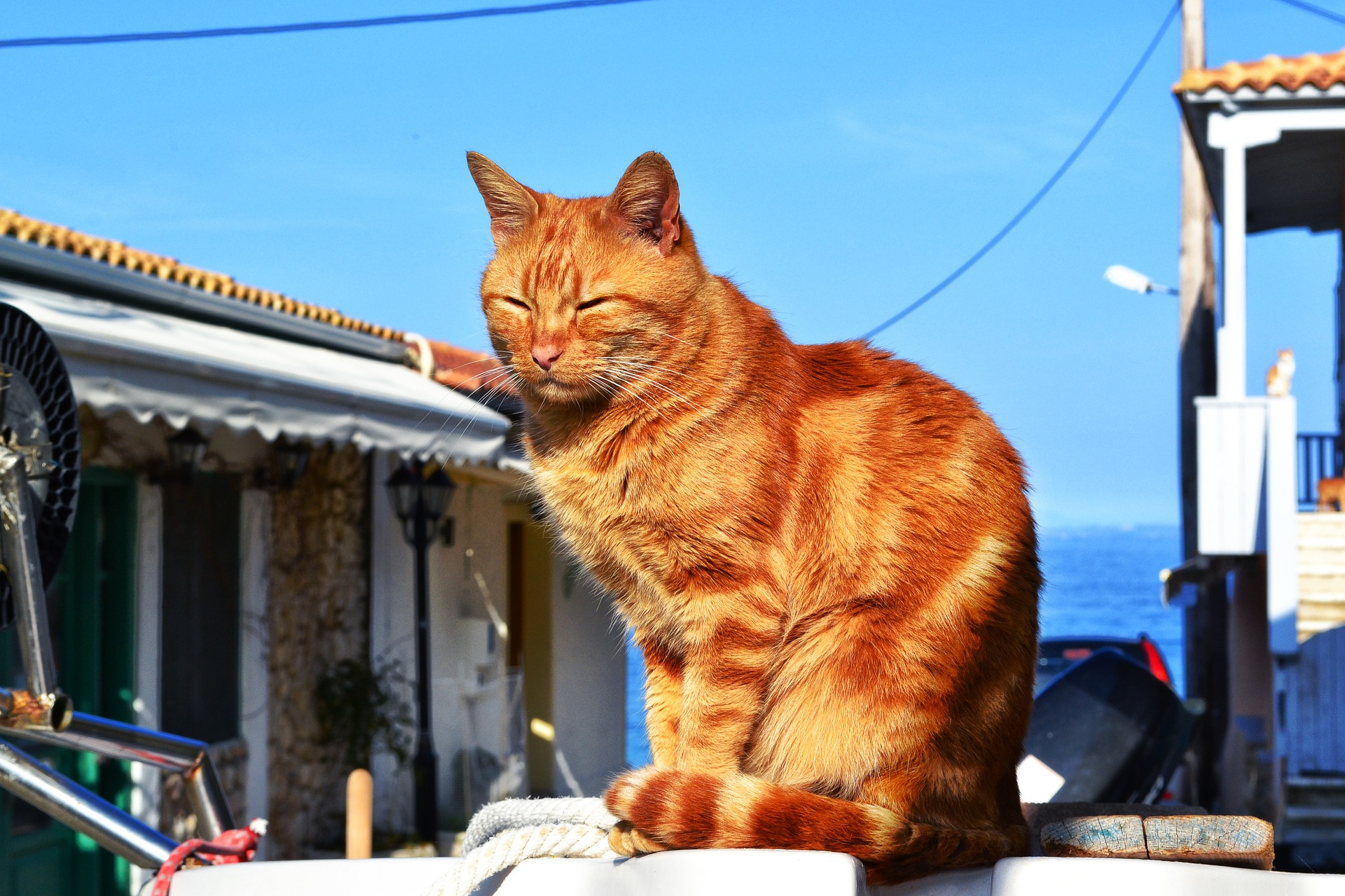 Ilustrasi pulau di Jepang yang di hunu banyak kucing (pixabay)