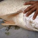 Ikan Tirus, ikan dengan harga ratusan juta rupiah. (Foto: tangkapan Layar Video/radarcirebon)