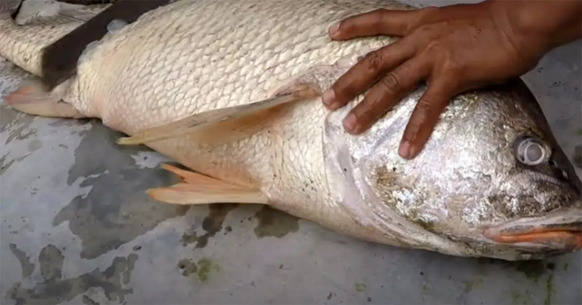 Ikan Tirus, ikan dengan harga ratusan juta rupiah. (Foto: tangkapan Layar Video/radarcirebon)