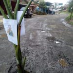 Pohon pisang yang ditanam ditengah jalan yang rusak, tampak ditempel pula foto Gubernur Jabar Ridwan Kamis, sebagai aksi protes warga dan mahasiswa karena jalan tidak kunjung diperbaiki.