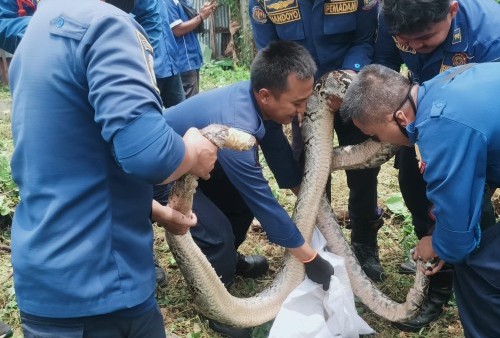 Proses evakuasi satwa liar masuk rumah berupa ular sanca yang dilakukan petugas pemadam kebakaran. (fin.co.id)