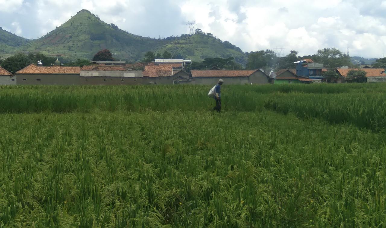 Seorang petani tengah berjalan di area pesawahan wilayah Desa Nanjungmekar, Kecamatan Rancaekek, Kabupaten Bandung. (Jabar Ekspres)