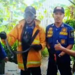 Petugas Pemadam Kebakaran dan Penyelamatan Kota Cirebon menunjukkan ular cobra yang berhasil dievakuasi. (tangkapan layar video Youtube Damkar Kota Cirebon)