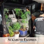 Belasan pohon ganja disita polisi, setelah diketahui seorang warga tanam ganja dalam rumah di Sukabumi. (Sukabumiekspres. ist)