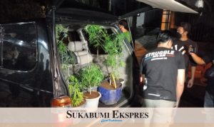 Belasan pohon ganja disita polisi, setelah diketahui seorang warga tanam ganja dalam rumah di Sukabumi. (Sukabumiekspres. ist)