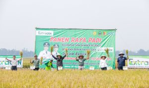 kegiatan Panen Raya Padi di Blok Parigi Desa Ciparay Kecamatan Ciparay Kabupaten Bandung, Selasa (29/3).